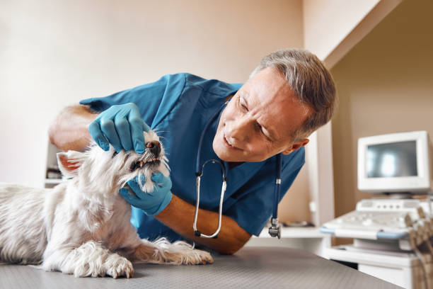 Best Emergency Denture Repair in Level Green, PA
